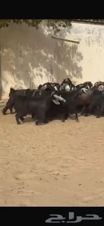 معزا عوارض جرووم واذان طيبه 6