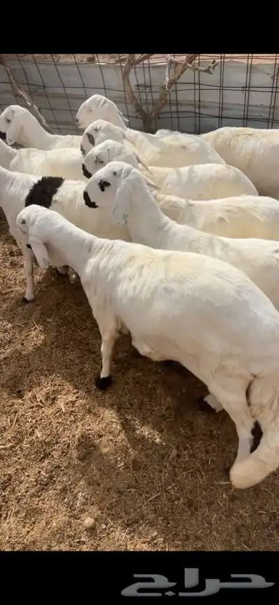 سواكن تربيه ابيض شبيه الحري 0