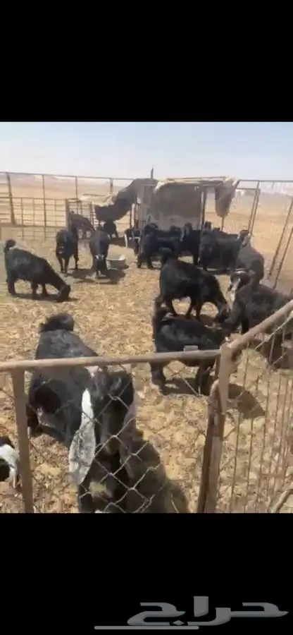 تيوس بريه للبيع عدد 21 2