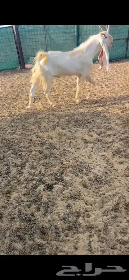 للبيع تيس هولندي 1