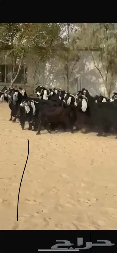 معزا عوارض جرووم واذان طيبه 7