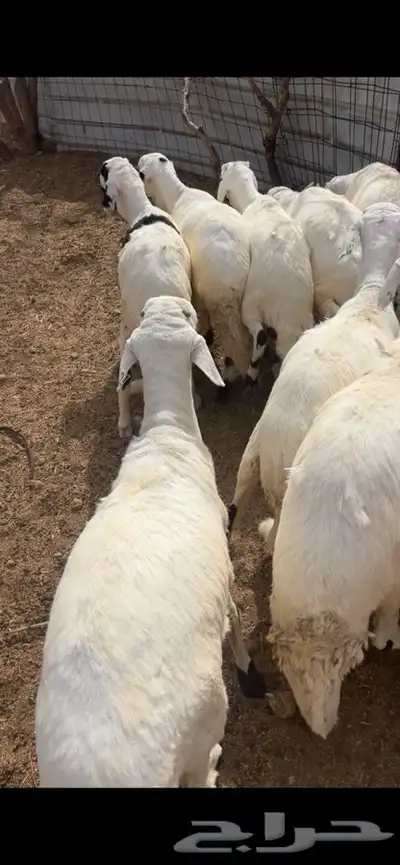 سواكن تربيه ابيض شبيه الحري 1
