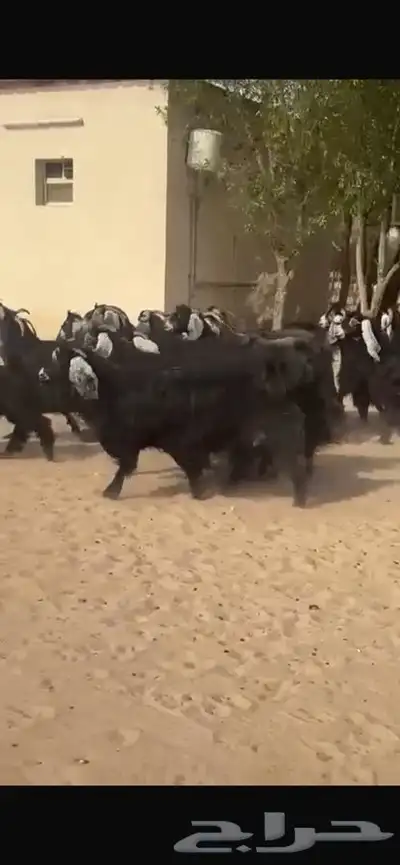 معزا عوارض جرووم واذان طيبه 0
