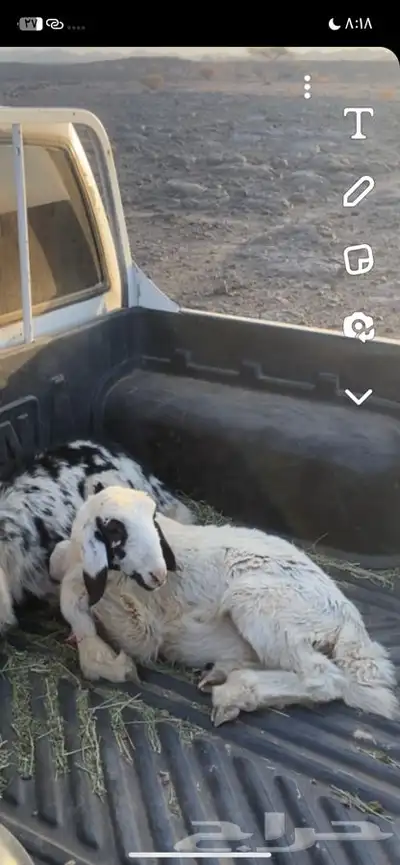 سلام عليكم البيع خروف عمره شهرين ونص 0