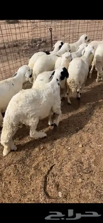 سواكن تربيه ابيض شبيه الحري 3