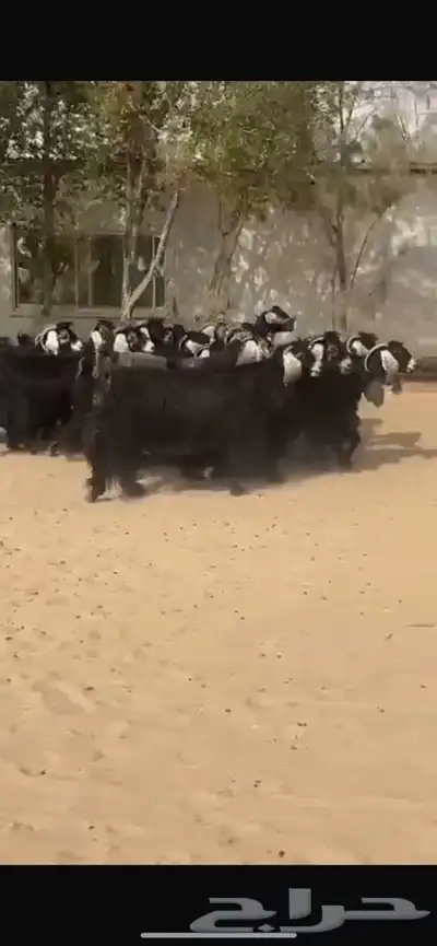 معزا عوارض جرووم واذان طيبه 11