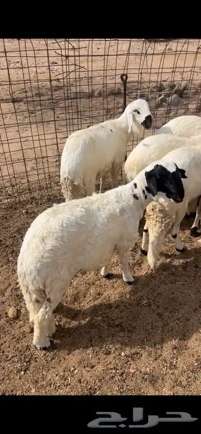 سواكن تربيه ابيض شبيه الحري 2
