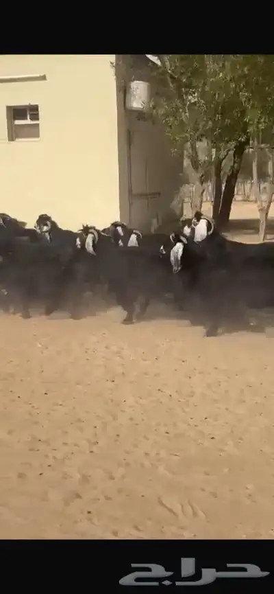 معزا عوارض جرووم واذان طيبه 4