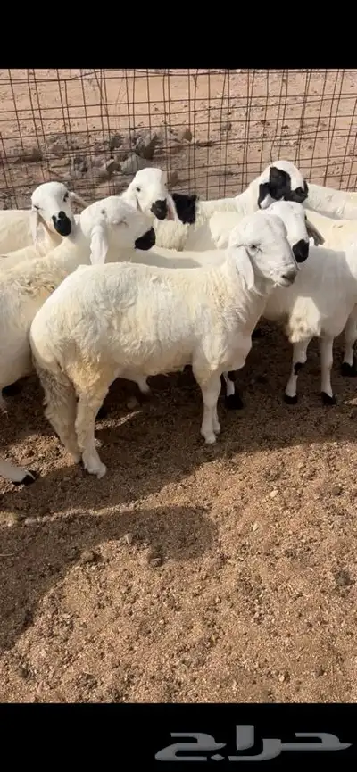 سواكن تربيه ابيض شبيه الحري 4