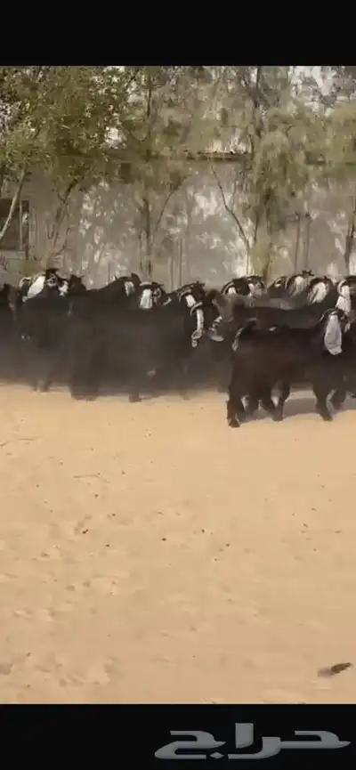 معزا عوارض جرووم واذان طيبه 3