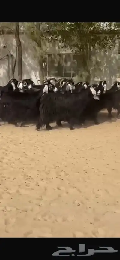 معزا عوارض جرووم واذان طيبه 9