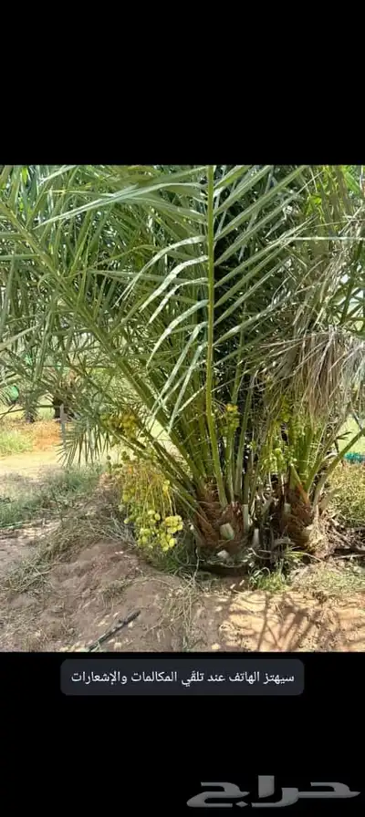 نخل للبيع إخلاص سكري برحي ونان مجدولة صقعي 7