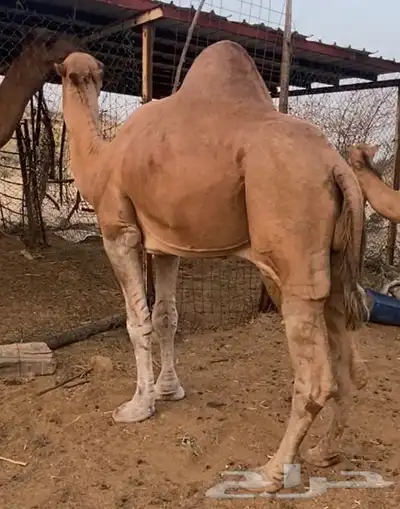 بعير عربي للبيع 3