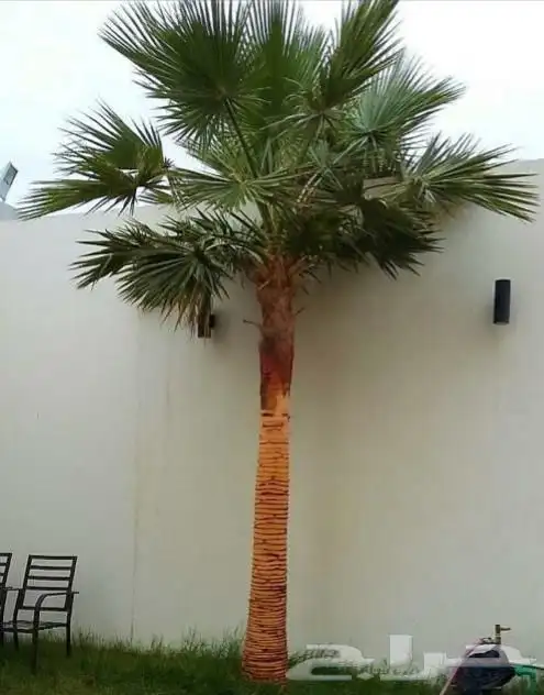 Washingtonian olive and palm trees 7