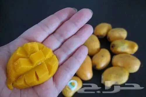 منجا فص مصريه 2