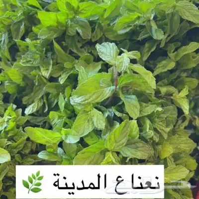 ورد ونعناع المدينه عضوي 3