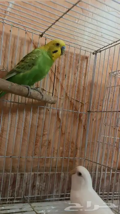 بادجي 1