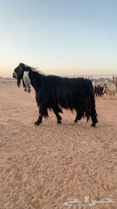 تيس فحل صنف سدس 0