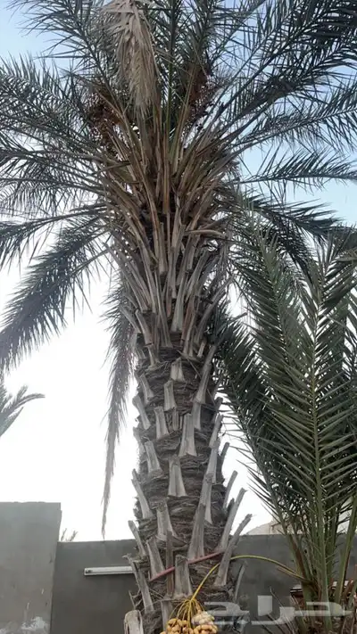 نخال للبيع 0
