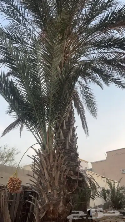 نخال للبيع 1