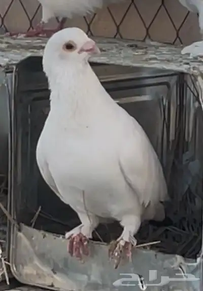 حمام مشكل 10 4