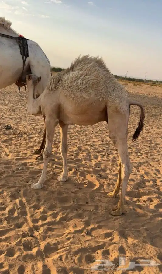 (تم البيع) حاشي لباني 1