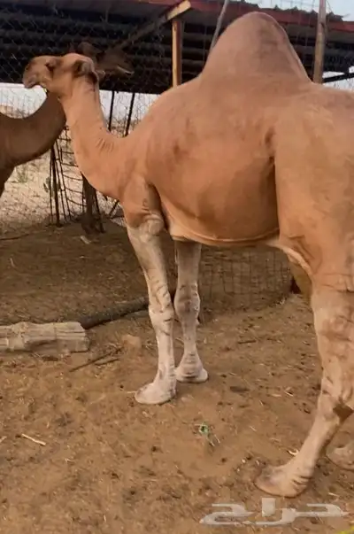 بعير عربي للبيع 2