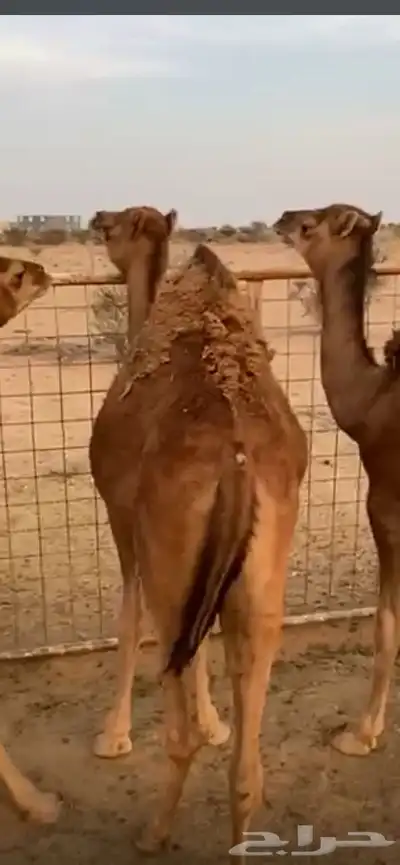 بكره 3