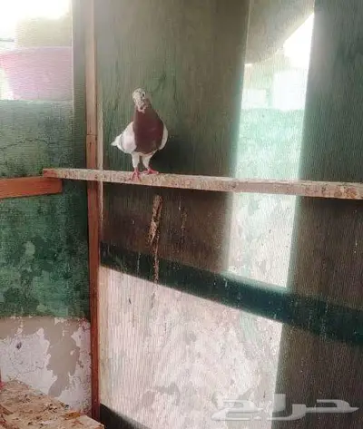 اجواز حمام للبيع 3
