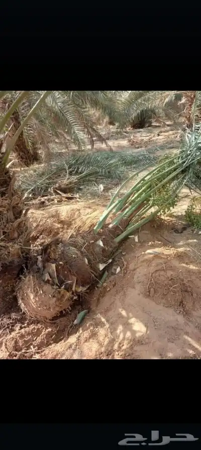 نخل للبيع إخلاص سكري برحي ونان مجدولة صقعي 8