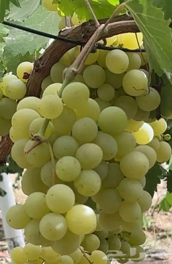 عنب فاخر درجة أولى 1