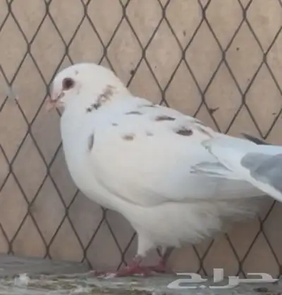 حمام مشكل 10 3
