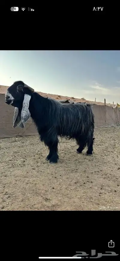 تيس مشروع فحل 2