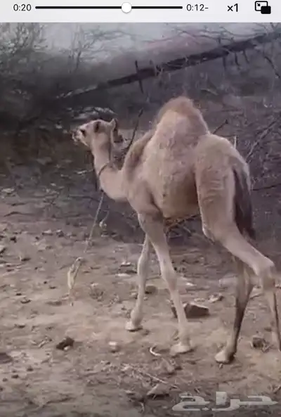 ماشاء الله تبارك الله بكره لباني زبده العمر 3 شهور 0
