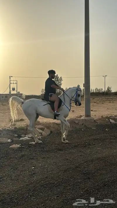 حصان واهو بيور 6
