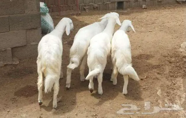4 بهم تربية طيب... تم البيع 1