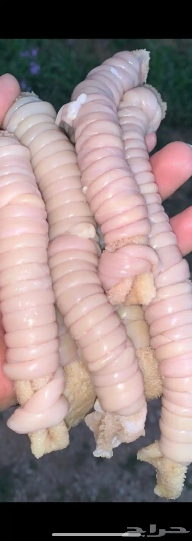 ذبايح الرس 4