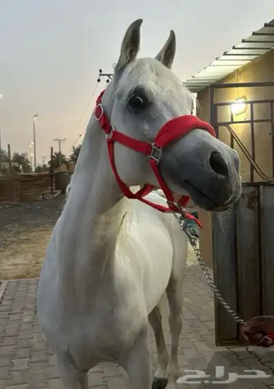 حصان واهو مكس رأس فاخر 0