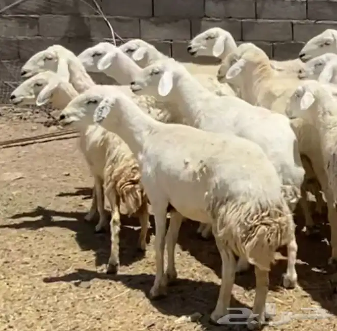 ضان حريات جروم كافه مقاني طيبه تم البيع 2