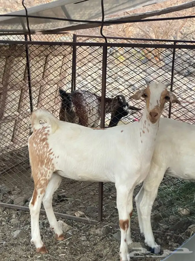 جفره بيشية صنف 0