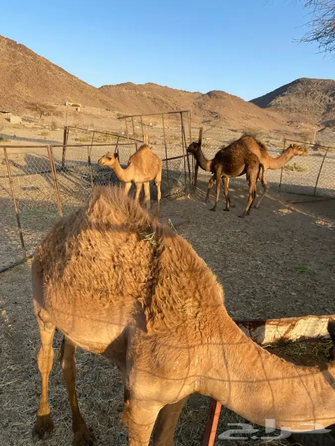 حشو وبكره 1