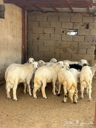 طليان للبيع العدد 14 0
