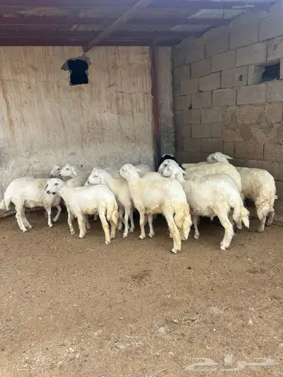 طليان للبيع العدد 14 1