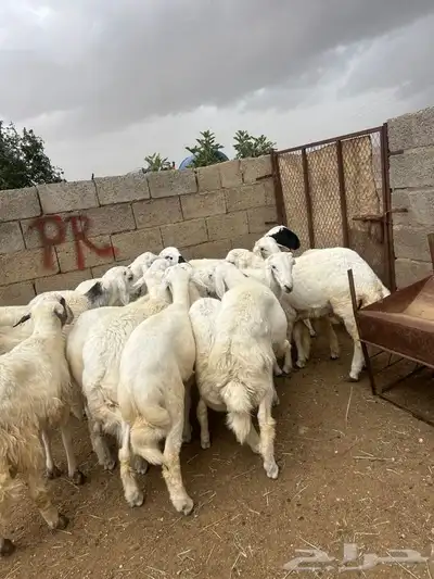 طليان للبيع العدد 14 3