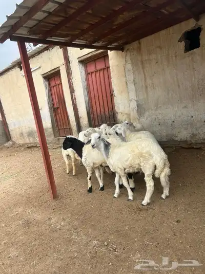طليان للبيع العدد 14 2
