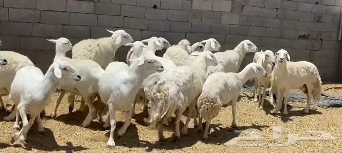 ضان حريات جروم كافه مقاني طيبه تم البيع 1