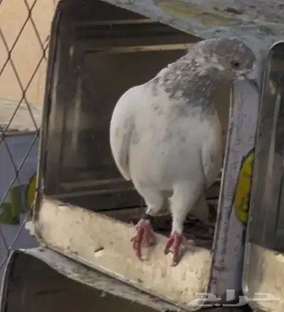 حمام مشكل 10 2