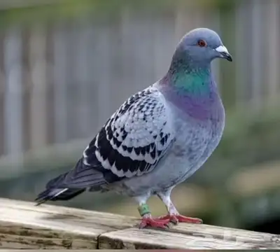حمام برى 0