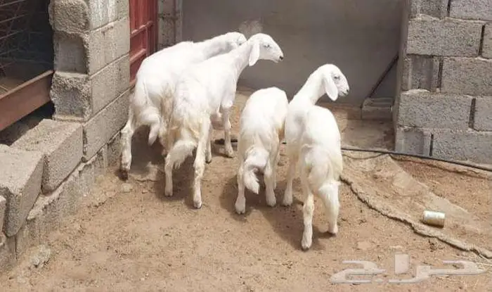 4 بهم تربية طيب... تم البيع 2