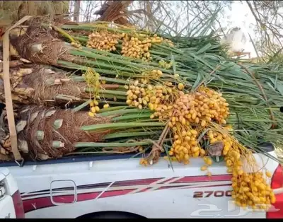 نخل للبيع إخلاص سكري برحي ونان مجدولة صقعي 1